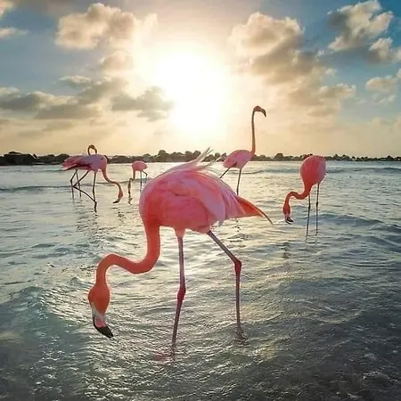 Migos 350m From The Sea, Playa Del Acequión, Apartamento Torrevieja